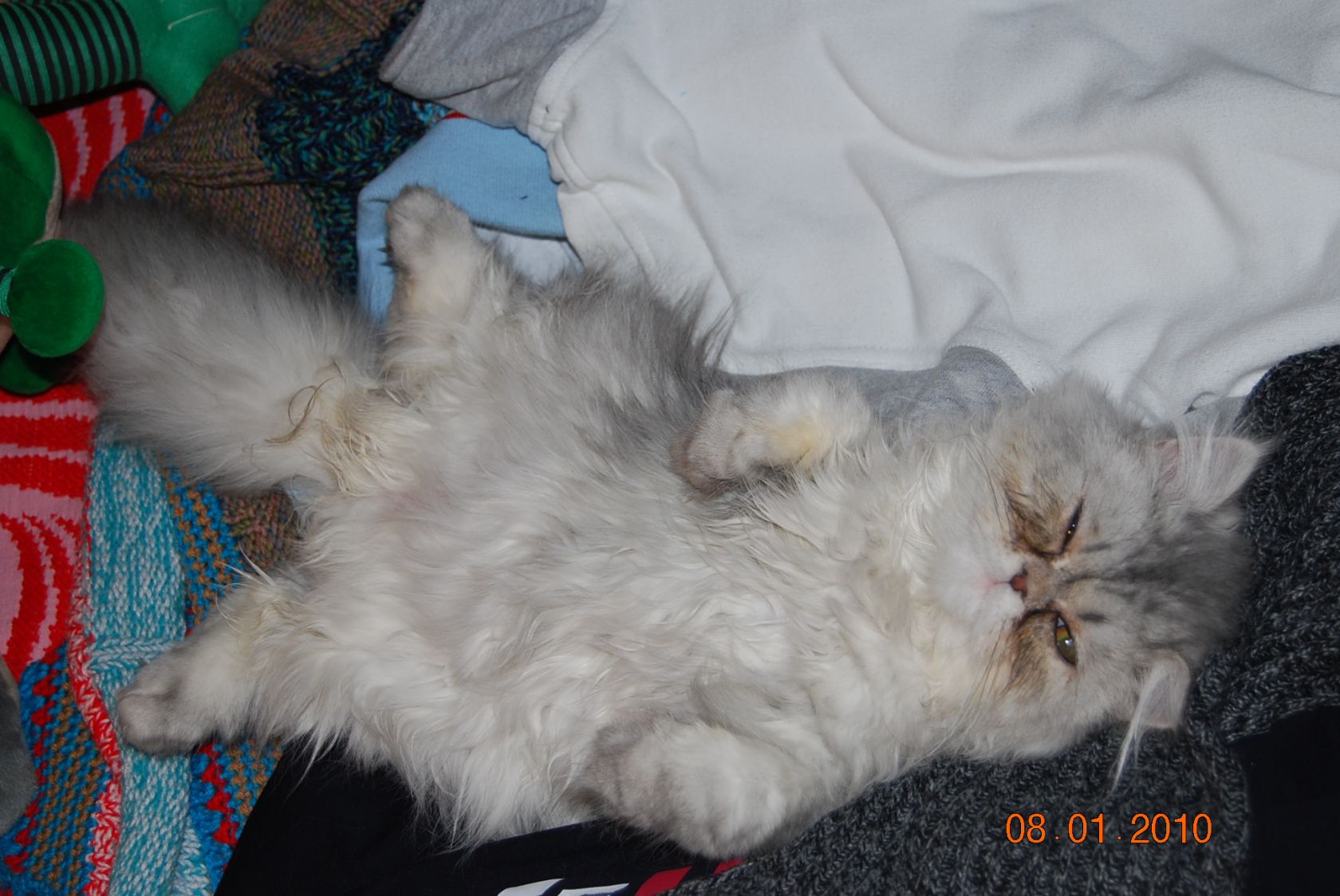 La nostra micina dorme spaparanzata!!!!
Lulù......un gatto persiano cinchillà !! Chissa' cosa stara' pensando spaparanzata cosi...è un amore !!!anchese un po' discola ma è molto bella 

